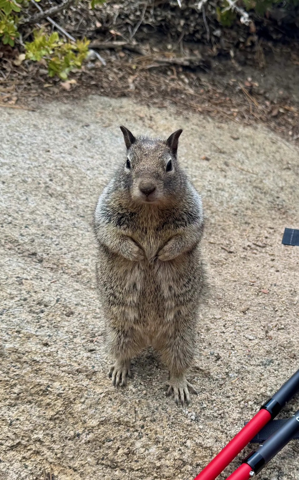 <p>“兄弟们我又来要饭啦！” Nevada Fall 上遇到的小松鼠</p>
